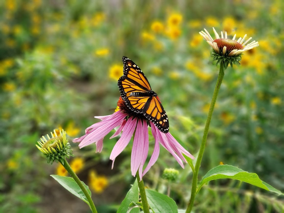 A monarch butterfly enjoying native plants.